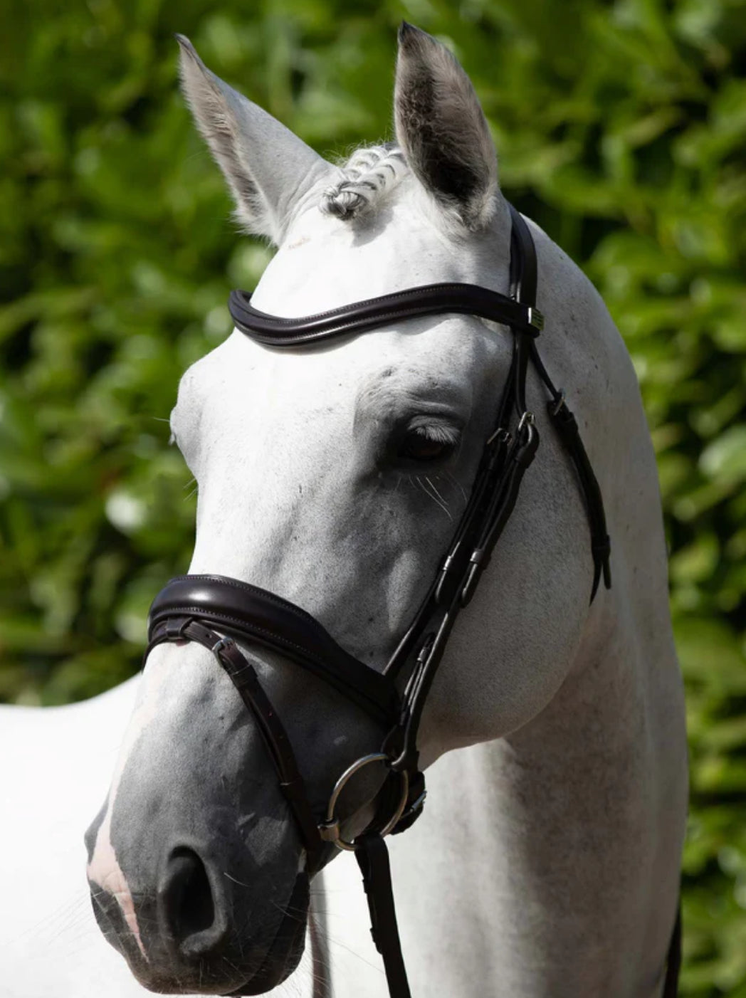 Bridles & Accessories