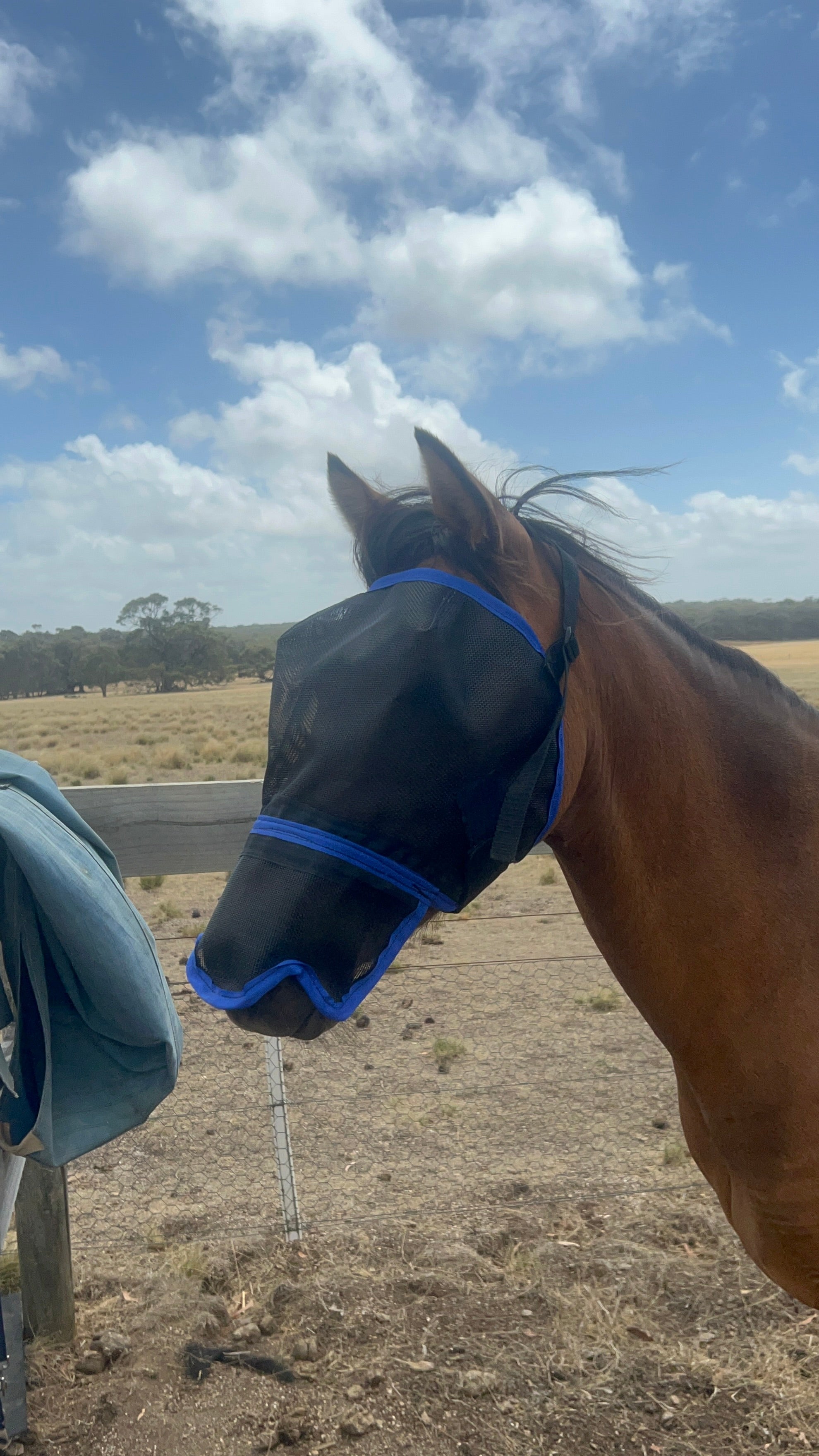 Ecotak Fly Mask/Veil with Contoured Nose Flap - Royal Blue