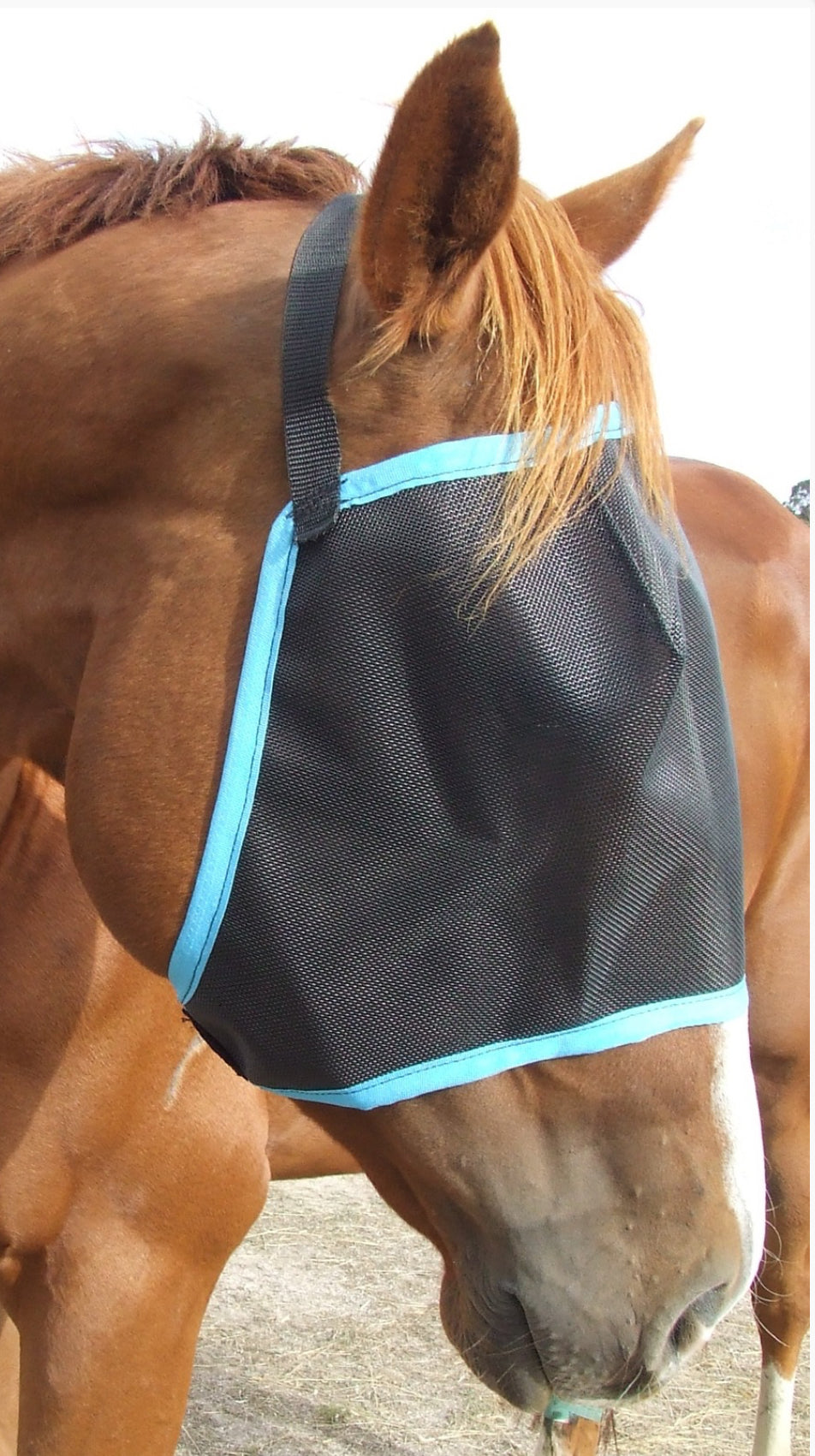 Ecotak Black Fly Mask/Veil with aqua trim