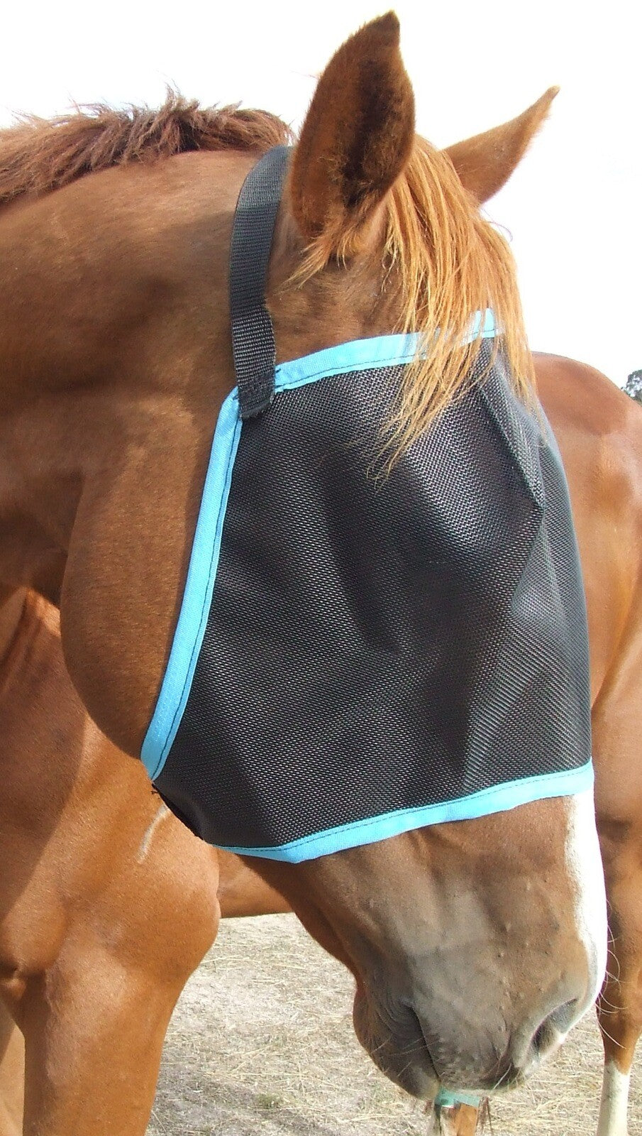 Ecotak Black Fly Mask/Veil with aqua trim Ecotak