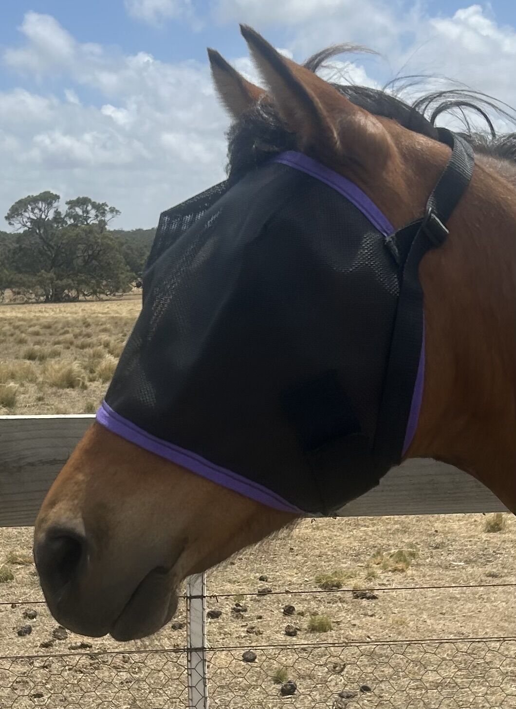 Ecotak Black Fly Mask/Veil with Purple Trim  Ecotak