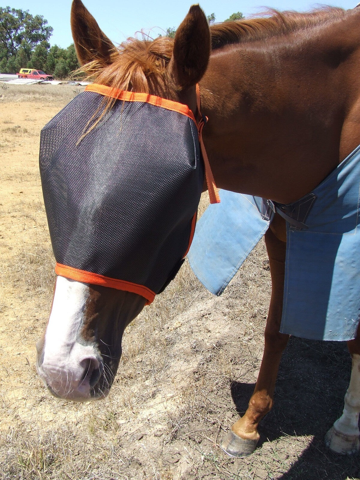 Ecotak Regular Fly Mask/Veil Ecotak