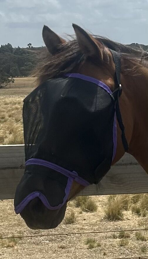 Ecotak Fly Mask/Veil with contoured nose flap Black with Purple Trim  Ecotak