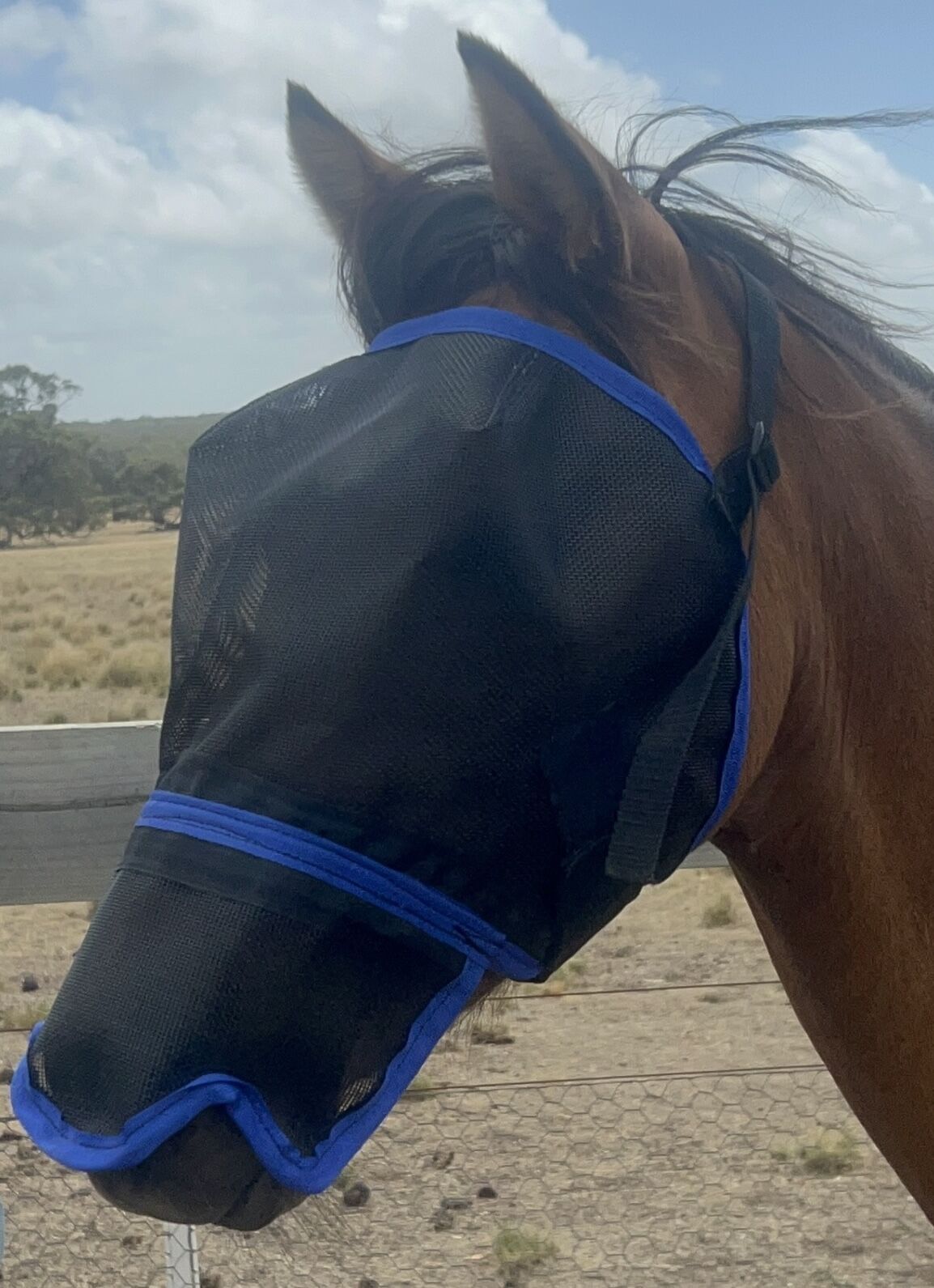 Ecotak Fly Mask with contoured nose - Royal Blue Ecotak