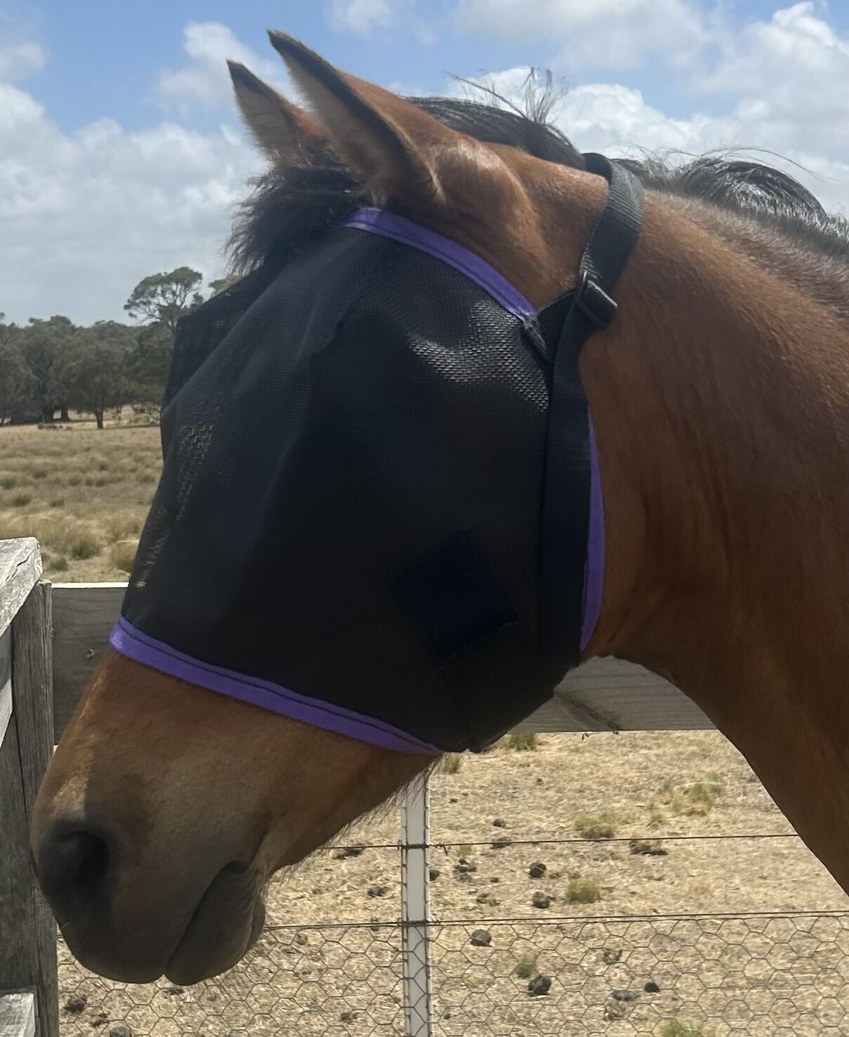 Ecotak Black Fly Mask/Veil with Purple Trim  Ecotak