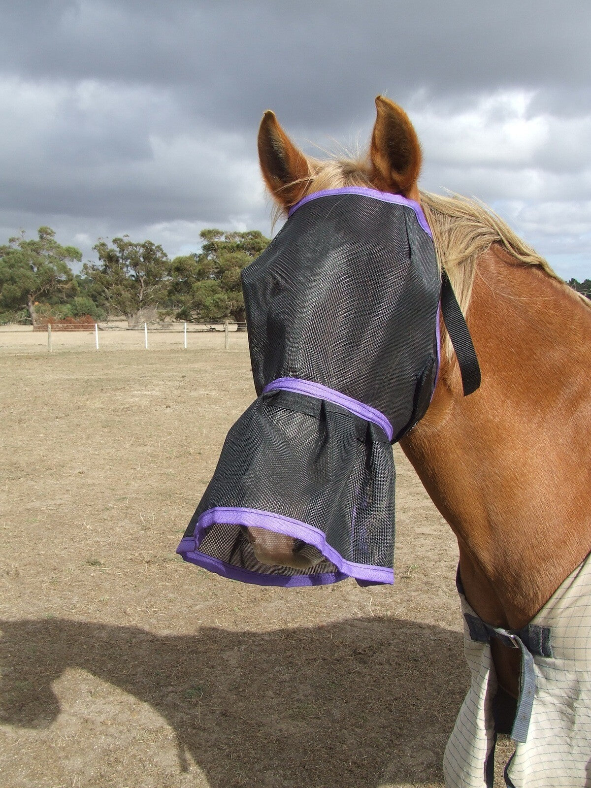 Ecotak Fly Mask/Veil with nose skirt/frill - purple trim Ecotak