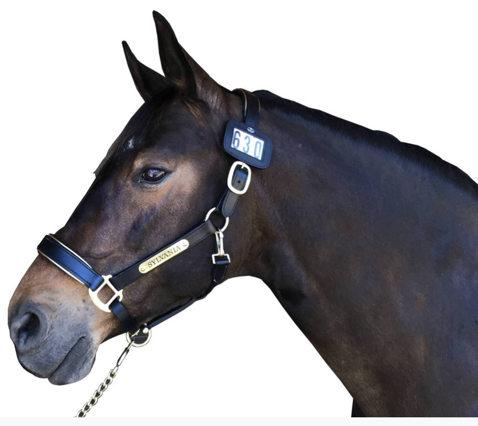 Hamag Black Leather Halter Numbers.